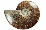 Polished Ammonite Fossil - Madagascar #191520-1